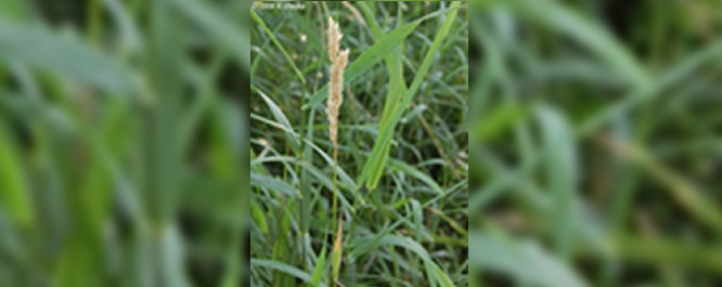Reed Canary Grass - Phalaris spp.